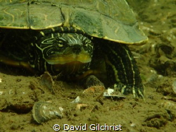 You're in my Space! A Northern Map Turtle takes exception... by David Gilchrist 